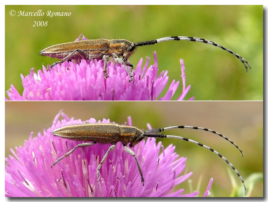 Agapanthia suturalis: prime schiusure in Sicilia